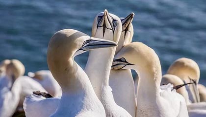 开云体育视频直播-赞比亚男篮在非洲预赛中视死如归，迈向梦想的彼岸，赞比亚阵容