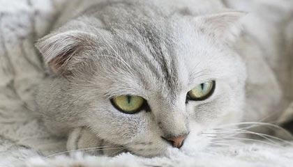 开云体育视频直播-赞比亚男篮在非洲预赛中视死如归，迈向梦想的彼岸，赞比亚阵容