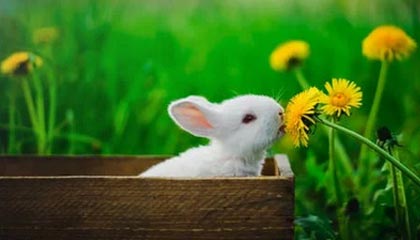 开云体育视频直播-赞比亚男篮在非洲预赛中视死如归，迈向梦想的彼岸，赞比亚阵容