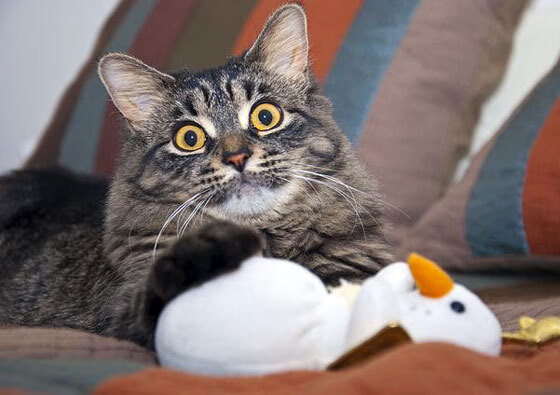 NBA官方公布“社交媒体之星”评选标准，社交媒体之父