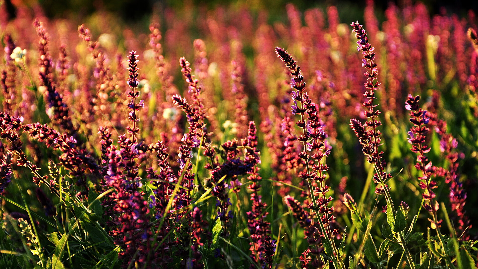 kaiyun中国官方网站-_爵士稳步前行，排名不断上升_，爵士实力