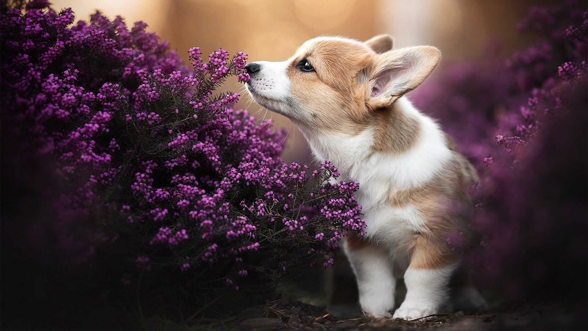 “青春燃烧”青少年篮球公益演讲在上海引发共鸣,青少年篮球大赛