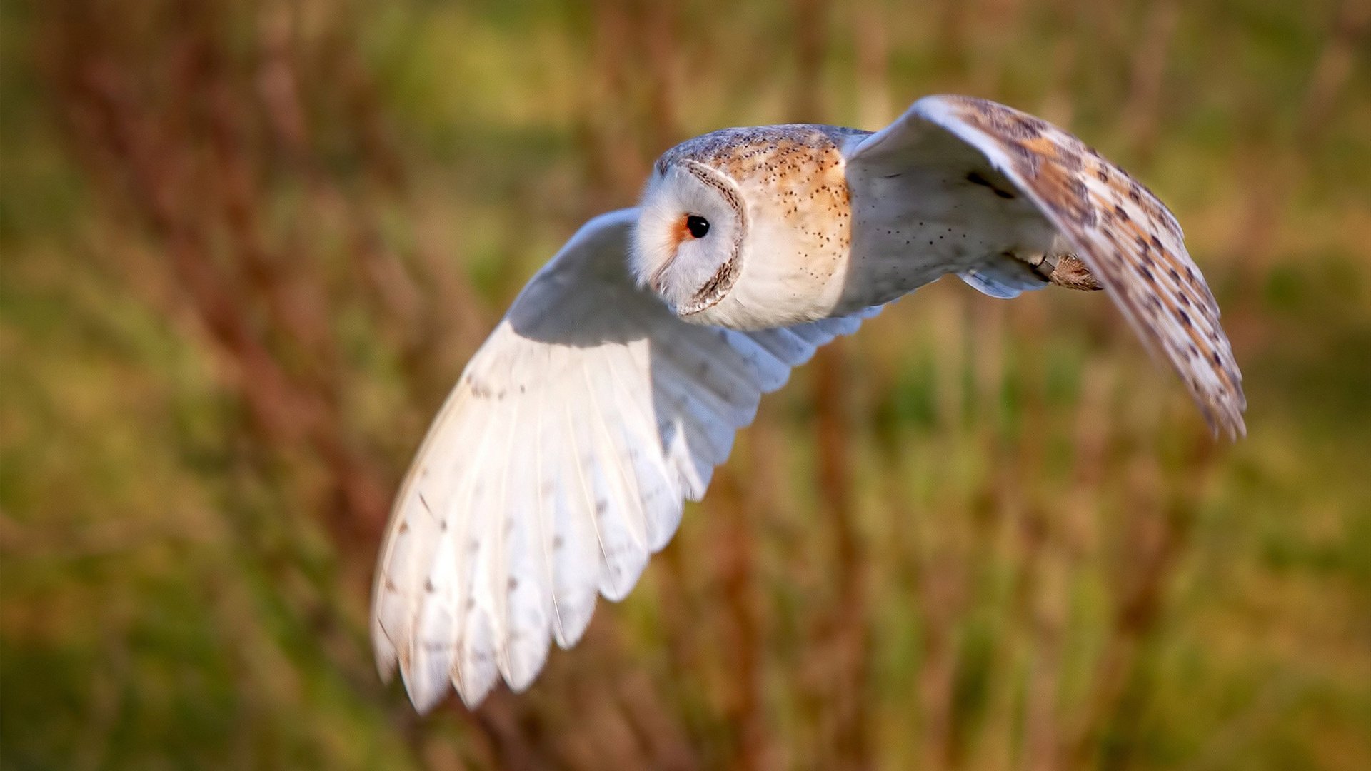 开云官方网站-“青春筑梦”青少年公共体育设施项目在西安全面落地，提升青训基础设施