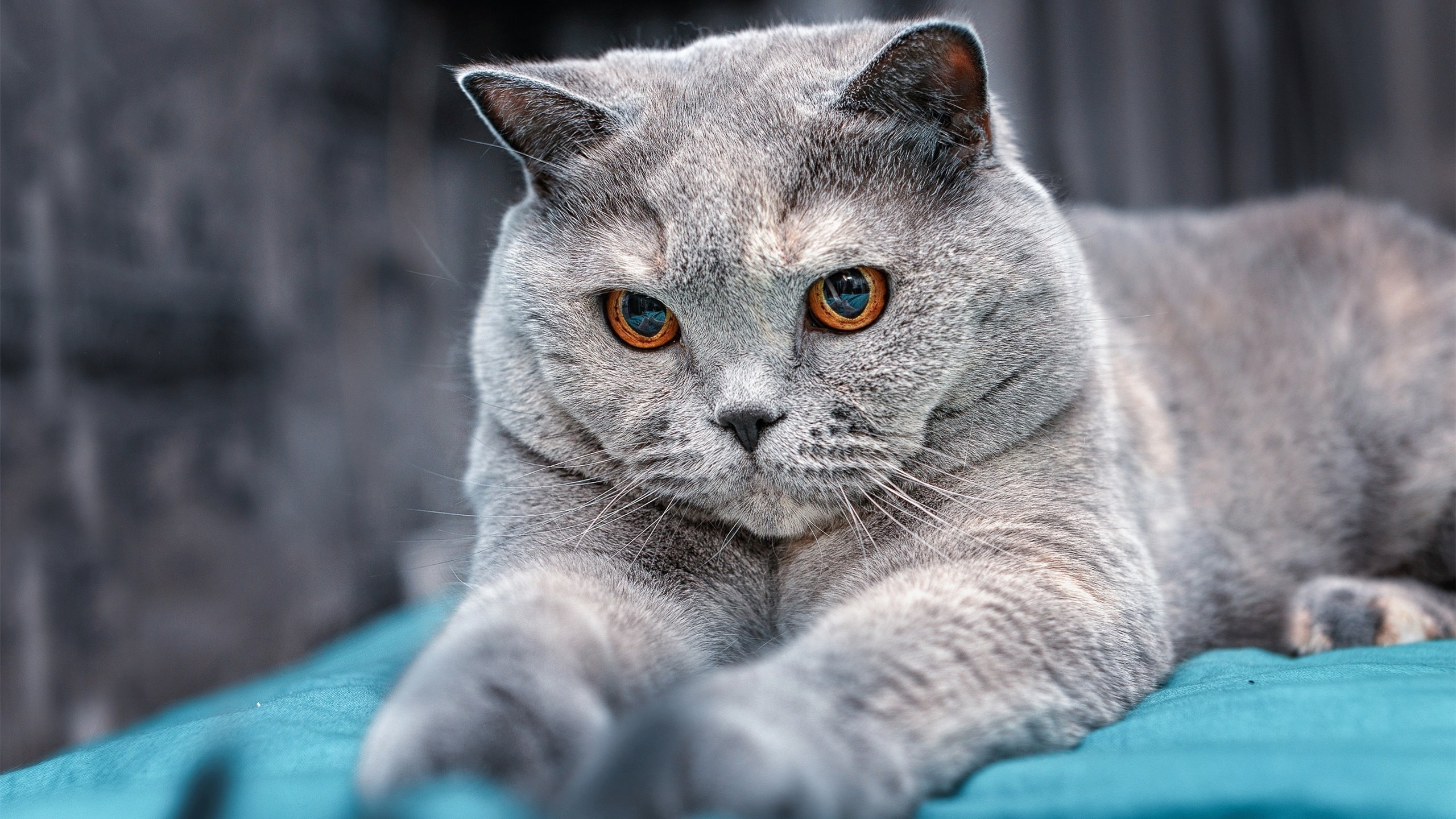 《电竞比赛中的道德与伦理:行业自我规范的重要性》,电竞比赛选手行为准则