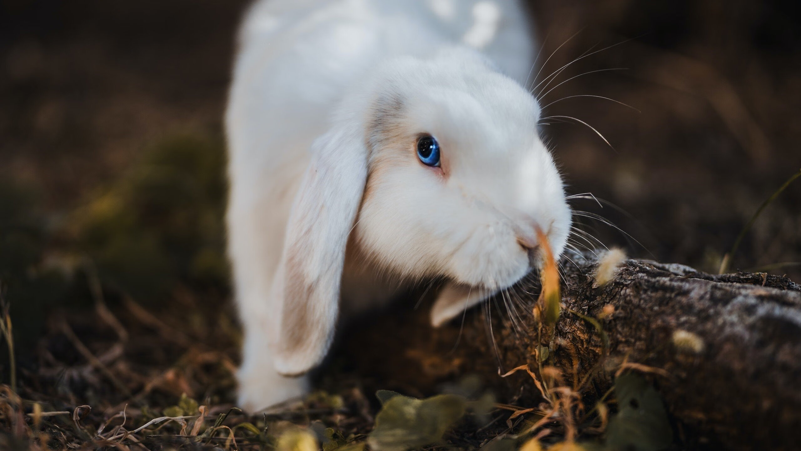 开云入口-【直播评论互动】球迷热情助推比赛氛围，球迷分享