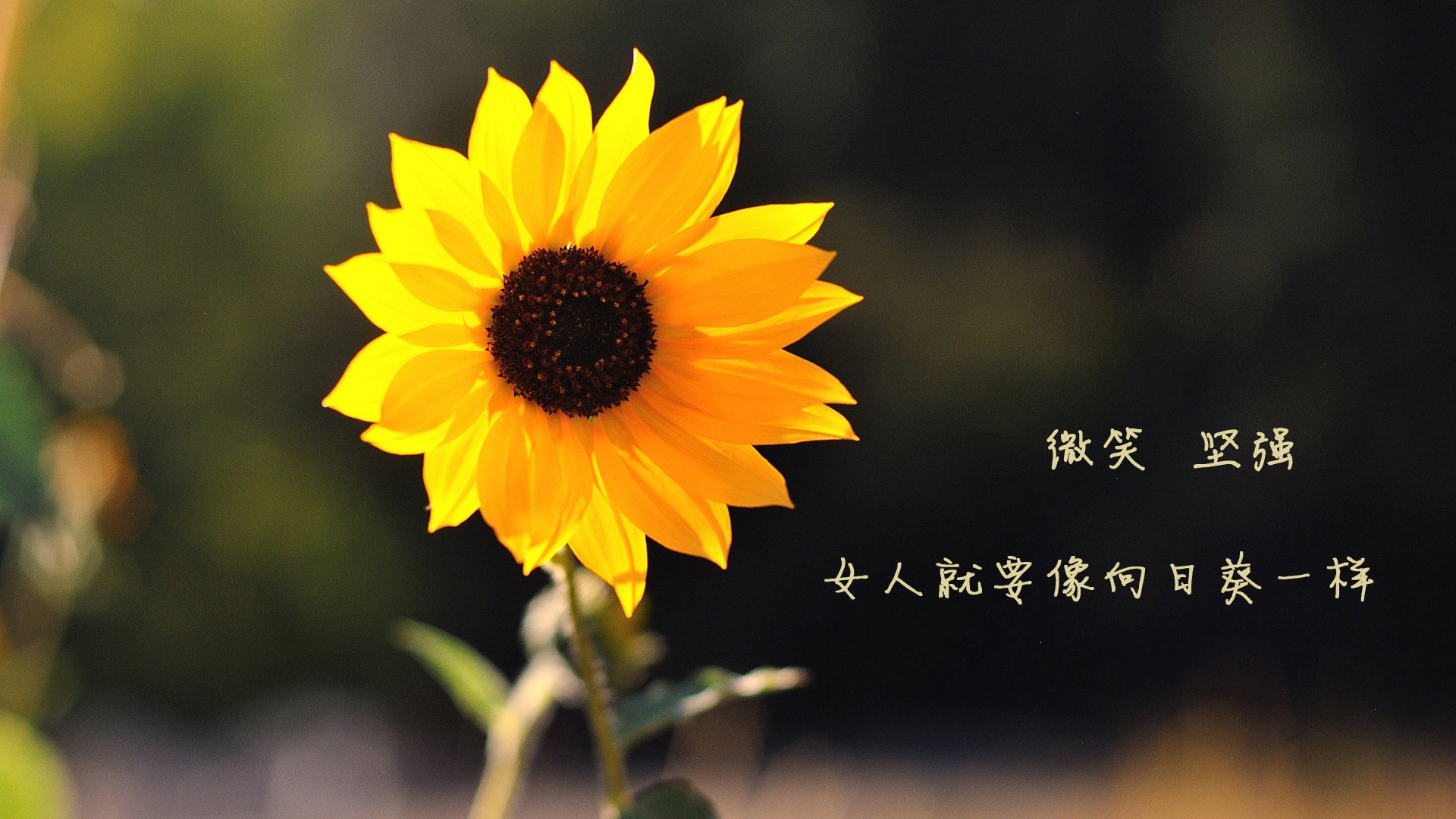 开云官方网页登录-华人海外篮球协会推动中外青少年交流合作，海外篮球联赛