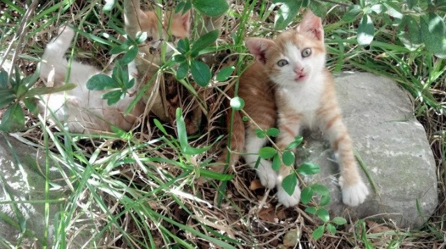 华夏篮球联盟与国际合作不断深化，提升赛事水平，华夏联盟创始人