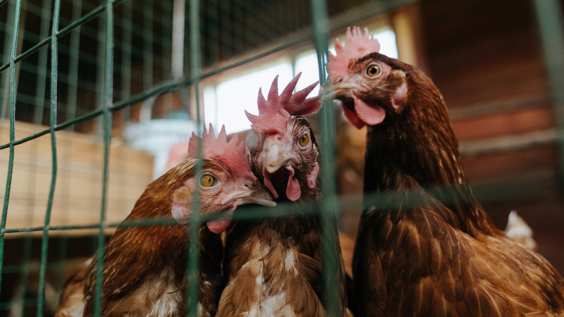 塞内加尔马术协会与科技公司合作，开发虚拟现实训练平台，提升骑手技能。