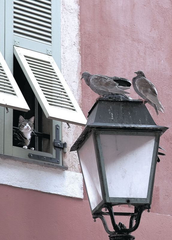 新晋教练的“秘密武器”:如何打造铁血团队,铁血教练经典台词