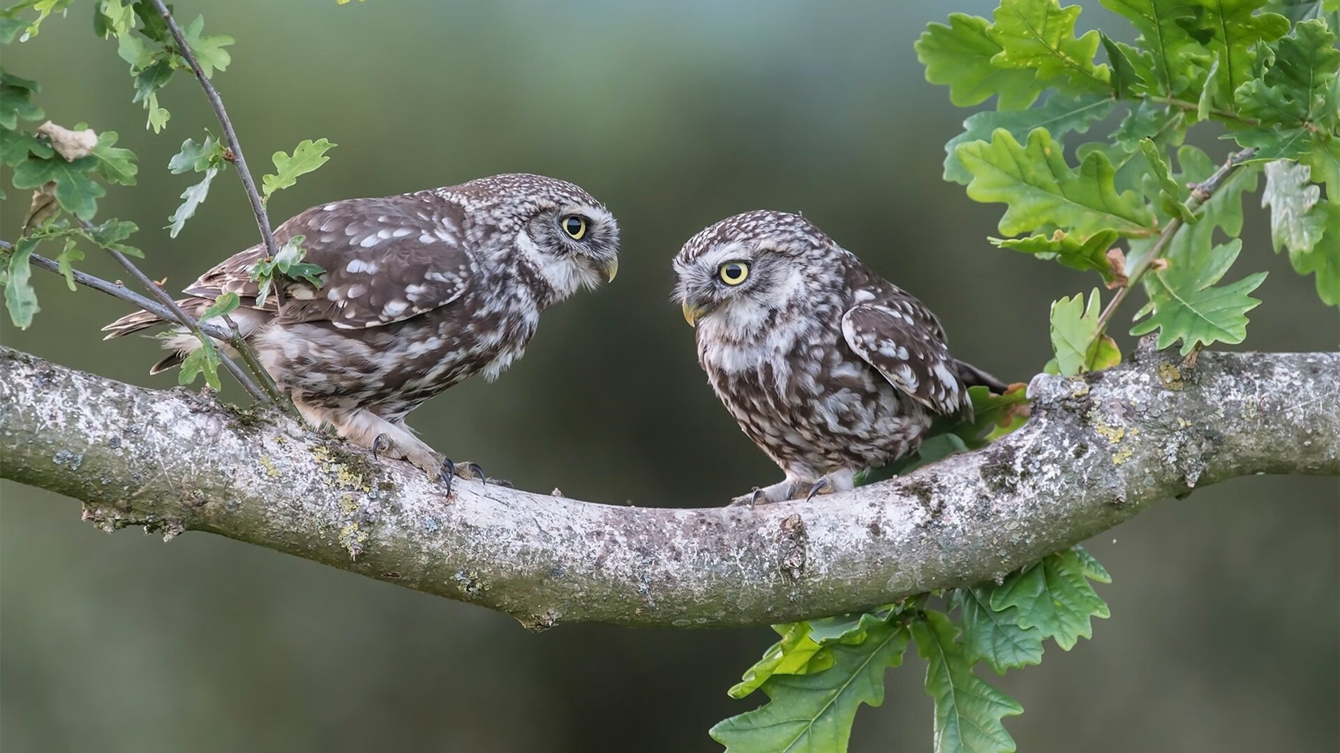 kaiyun 开云体育-民众关注中国篮球职业化发展趋势，我国篮球职业化的过程