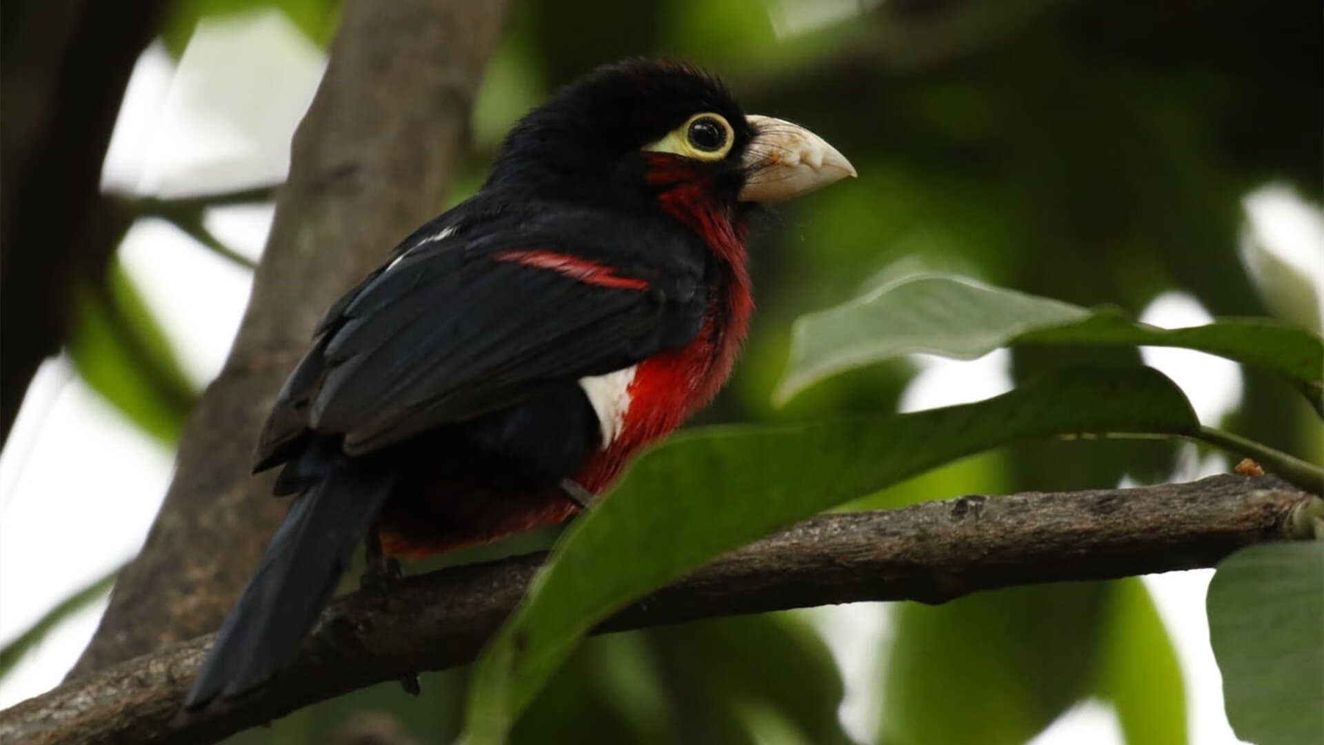 开云全站-环保战役：绿色动力助推未来WRC，绿色环保行动活动项目有哪些