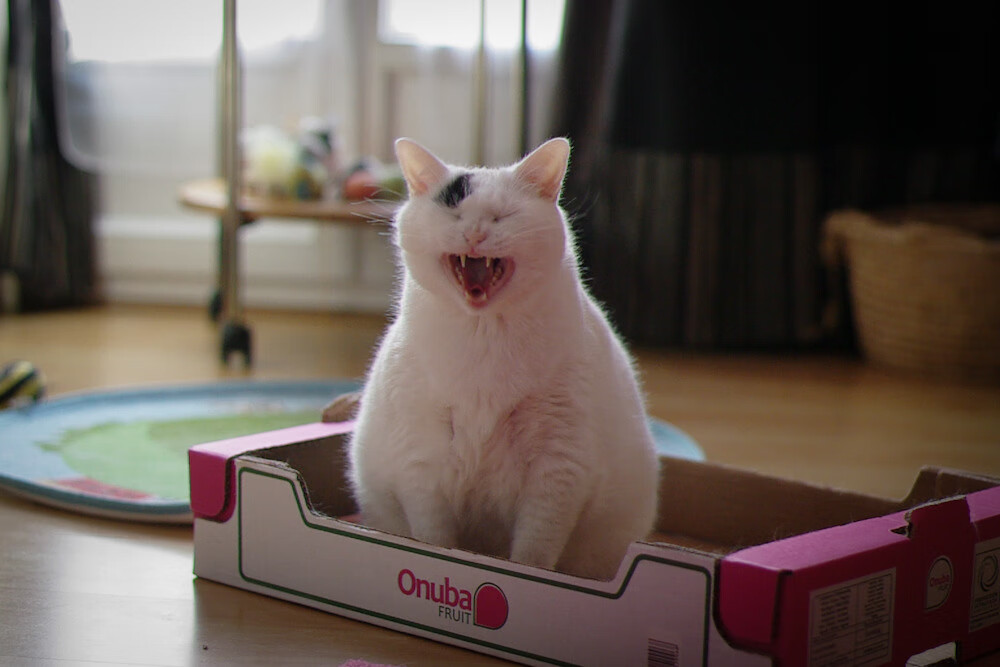 逆境中的坚韧：伤病复出球员的励志故事，逆境中成长的运动员