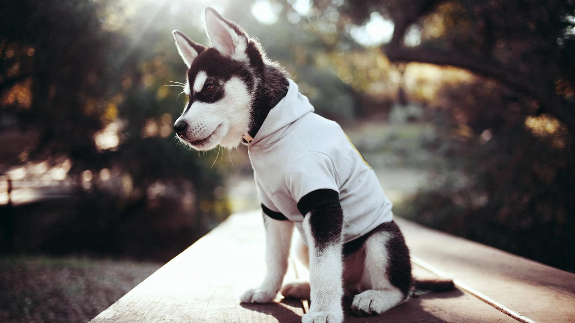 全球篮球比赛的比分紧咬，悬念重重，篮球比分是什么意思