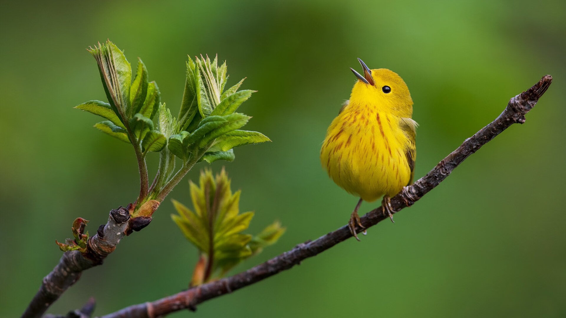 国民队主帅谈球队发展规划，nba国民队