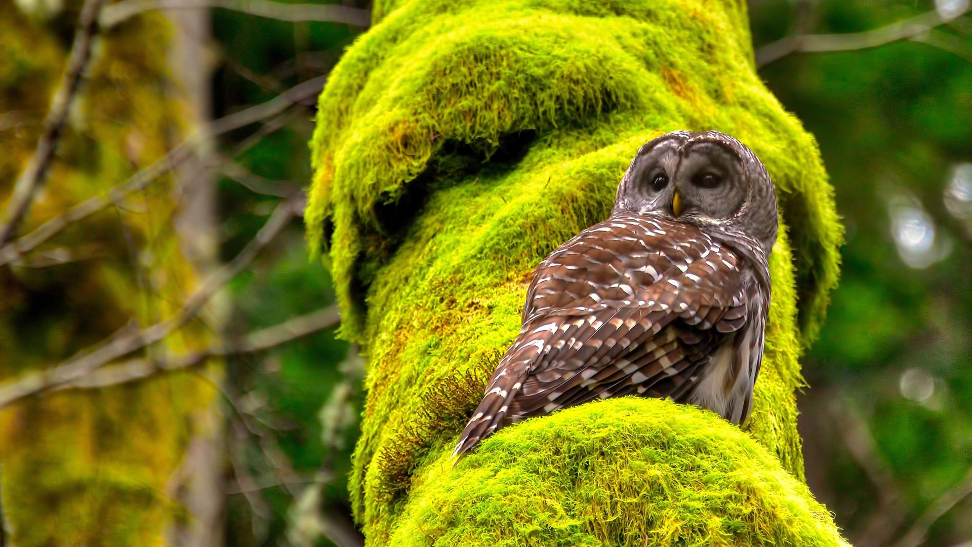 开云全站-多特蒙德铁血誓师，欧冠之巅终将属于他们，多特蒙德有欧冠冠军吗