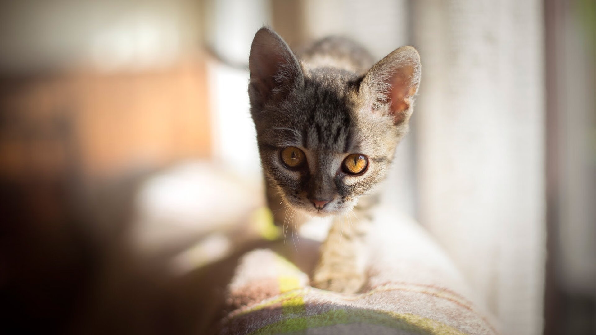 多特蒙德青训球员表现抢眼,展现出色表现,多特蒙德的年轻球员