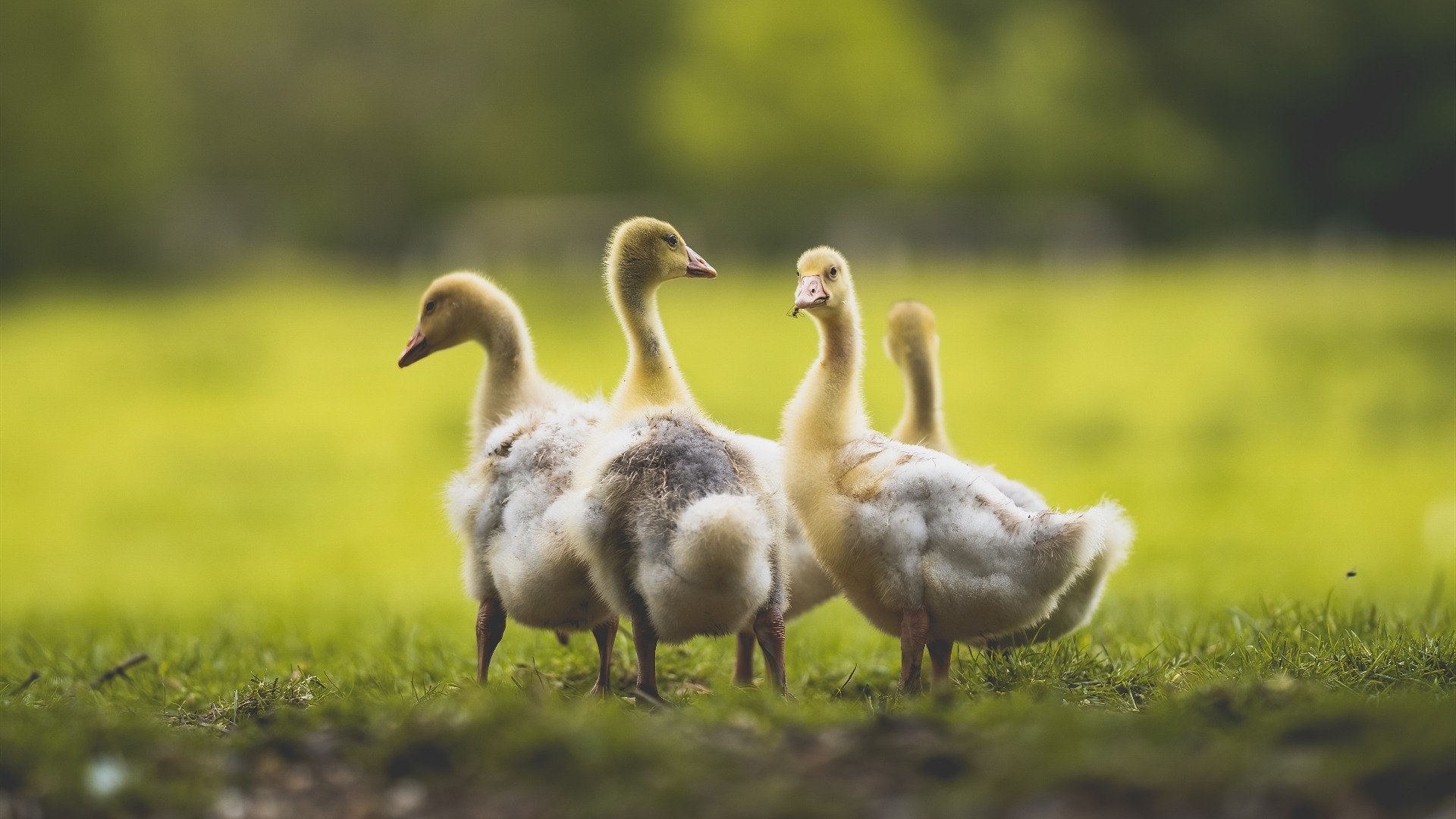 康宁汉姆三双活塞赢开拓者，康宁汉姆ncaa