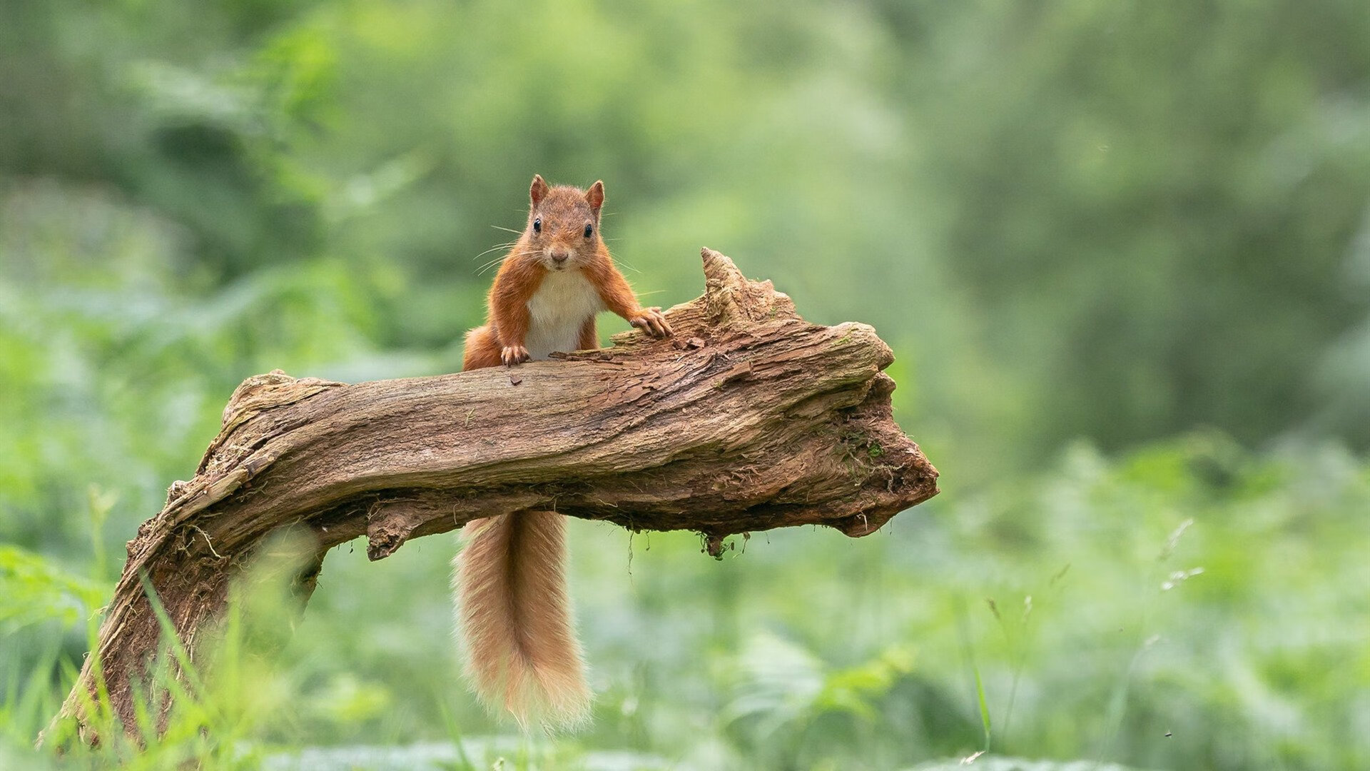 瑞典队备战欧洲国家杯，球员表现出色，瑞典足球队欧洲杯