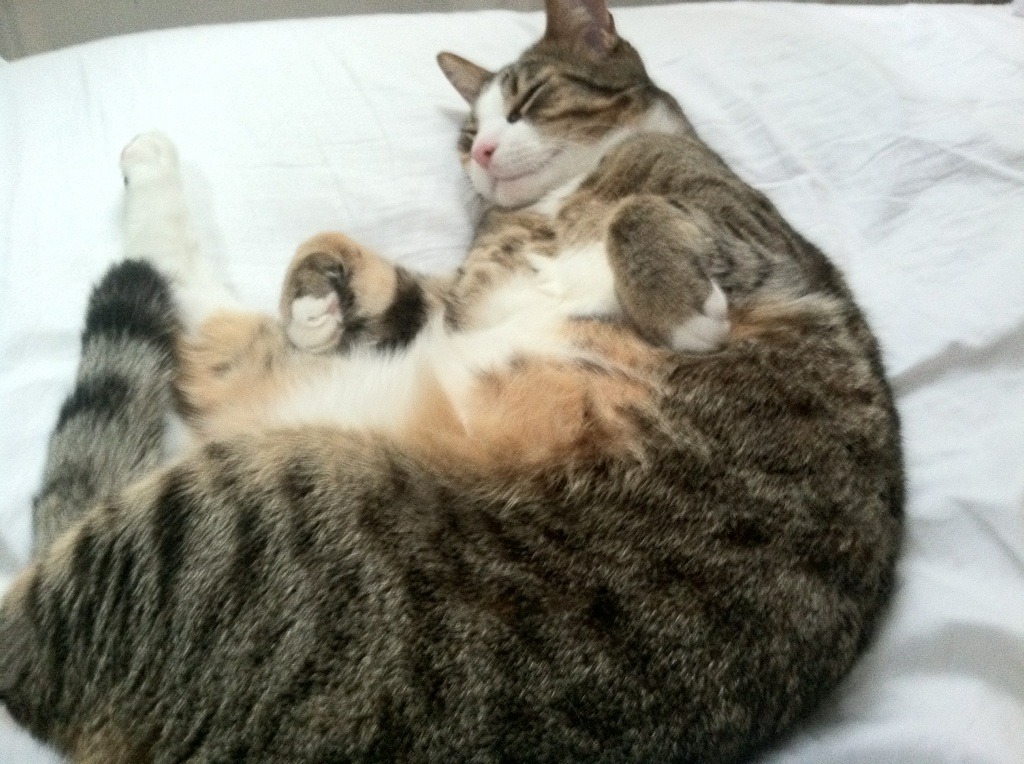 那不勒斯连胜势头强劲，那不勒斯的比赛