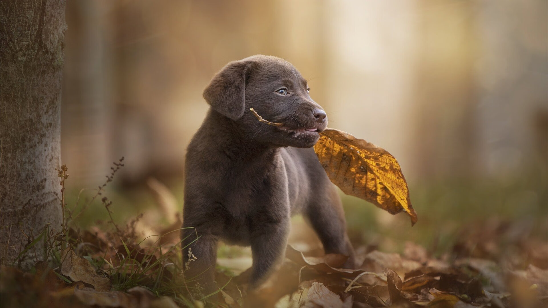 雷霆压哨战胜掘金，全明星赛前哨战中亚历山大砍下47分，亚历山大 雷霆队
