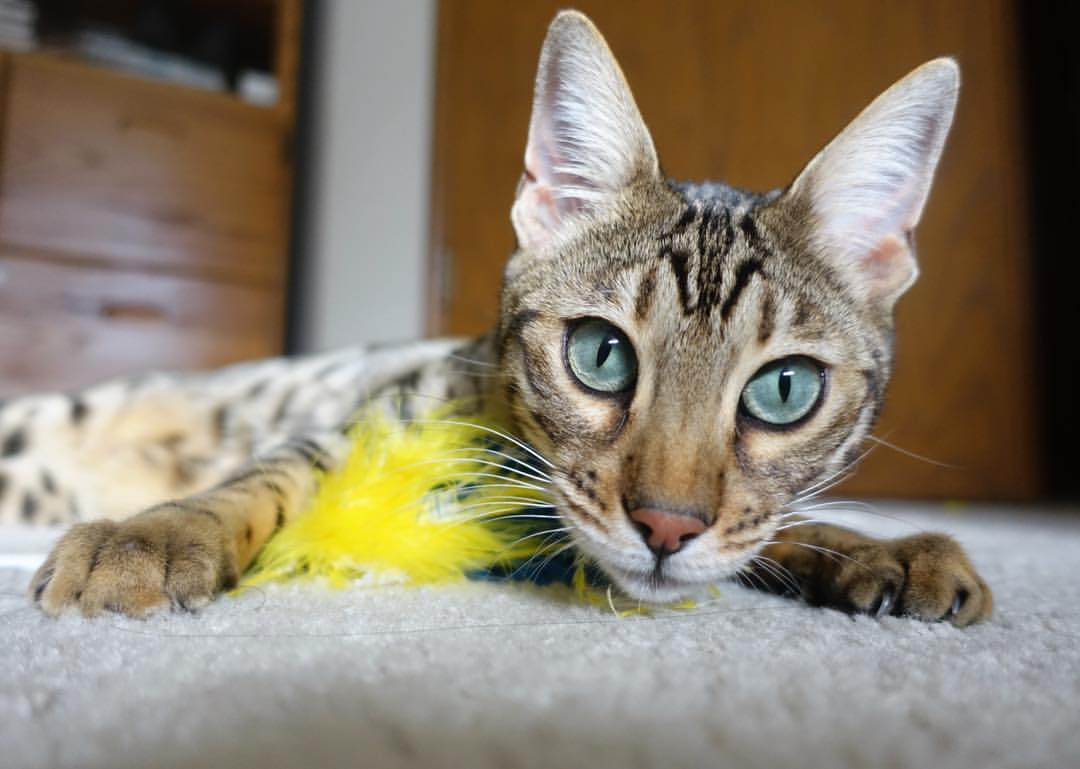 西甲防守转型后对中场拦截次数的影响研究，西甲收官战