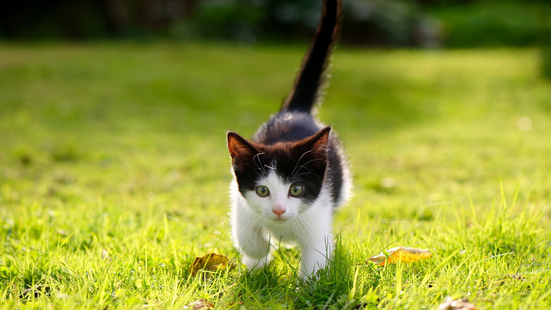 kaiyun-新加坡队在国际乒联混合团体世界杯中的精准战术与默契配合，新加坡乒乓球队员名单