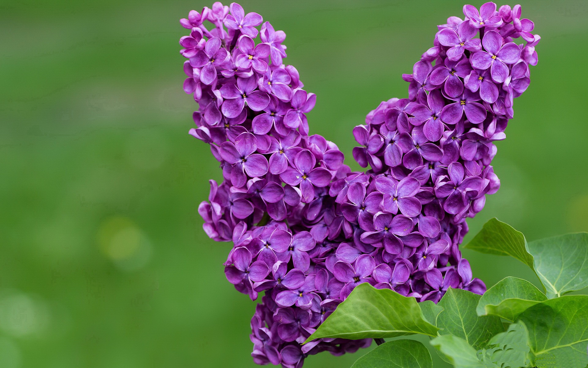 国际足球运动员积极参与环保公益活动，树立良好形象，足球公益项目简介