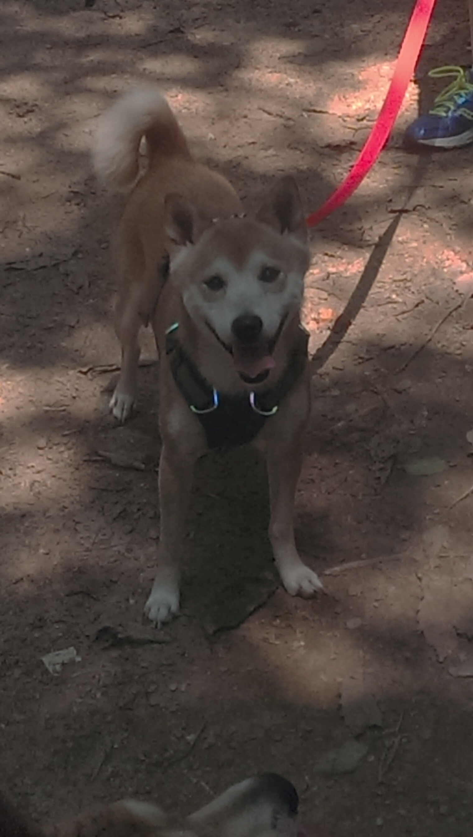 开云-跳水动作完成度高瑞士获好评，瑞士3米板跳水运动员