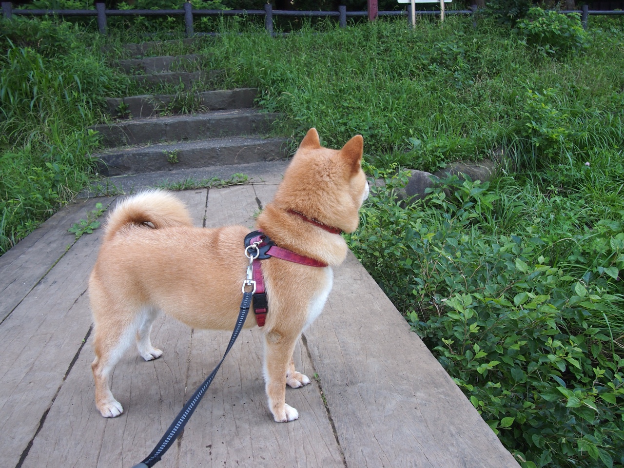 跳水动作完成度高瑞士获好评，瑞士3米板跳水运动员